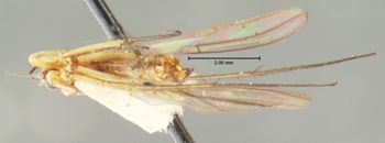 Media type: image;   Entomology 7443 Aspect: habitus ventral view